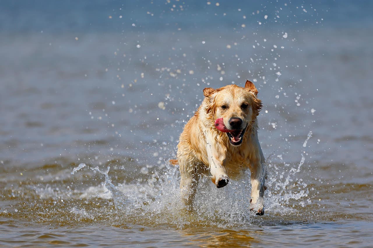 Dog Beach at Bonita Beach